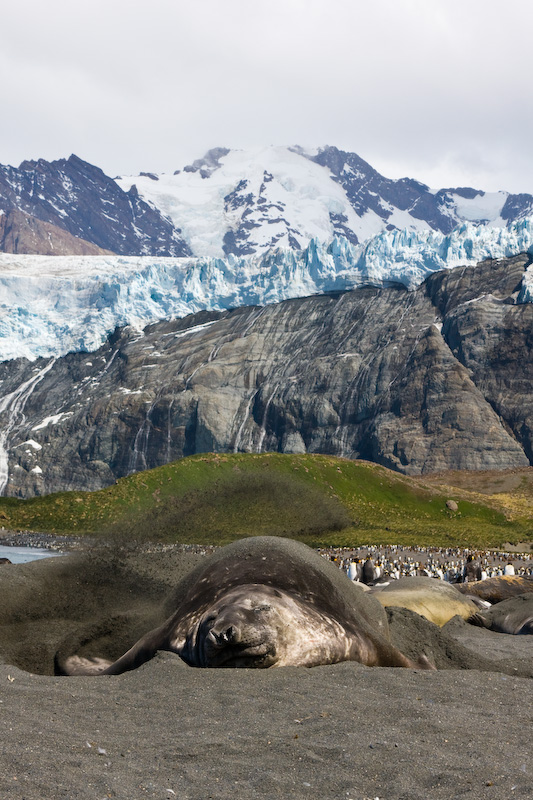 Southern Elephant Seal On Beach